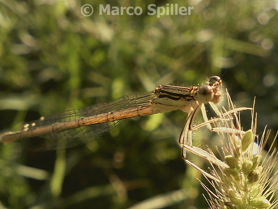 Coenagrionide da identificare - No, Platycnemis pennipes